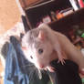 My rat Kimmi