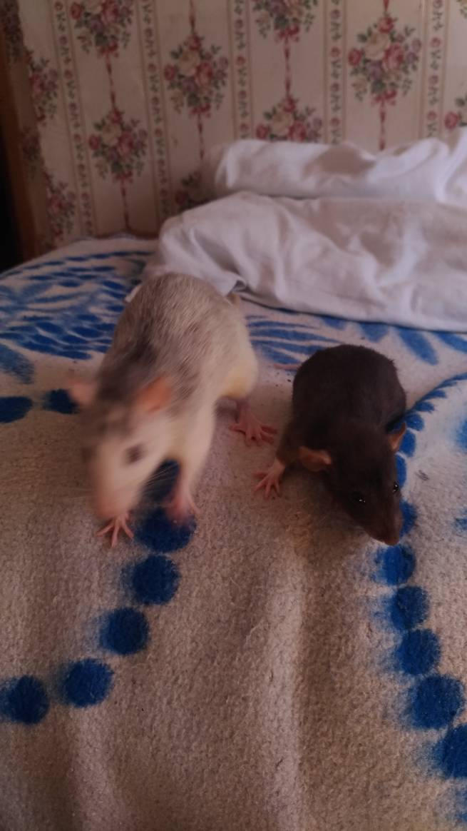 My rats by KinnaSkit10 on DeviantArt
