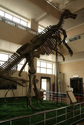 Shantungosaurus Skeleton