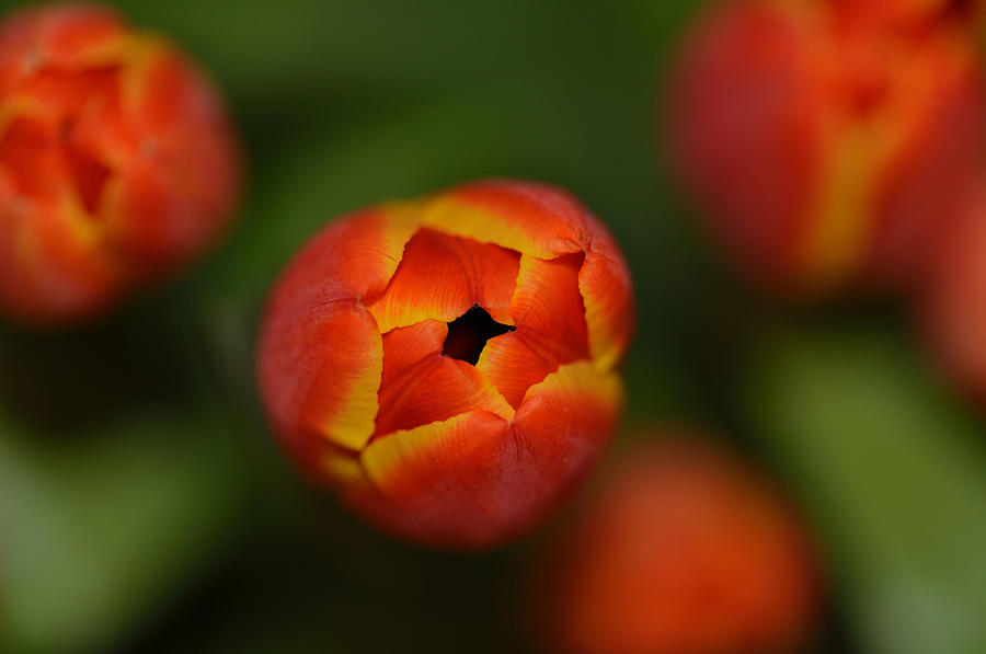 Tulip