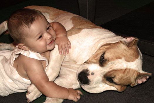 Child Mauls Pit Bull