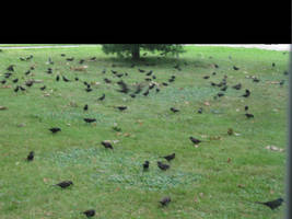 My Acorns Bring all the Birds to the Yard