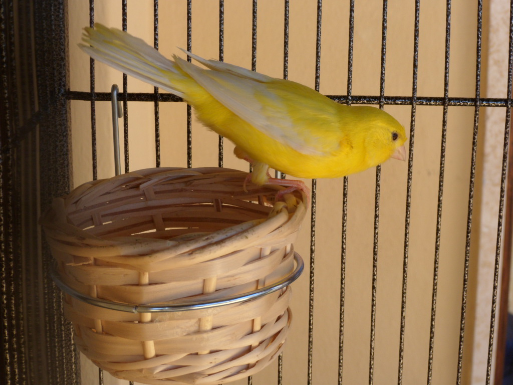 Canary 5