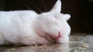 Sleeping rabbit