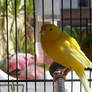 Canary 8