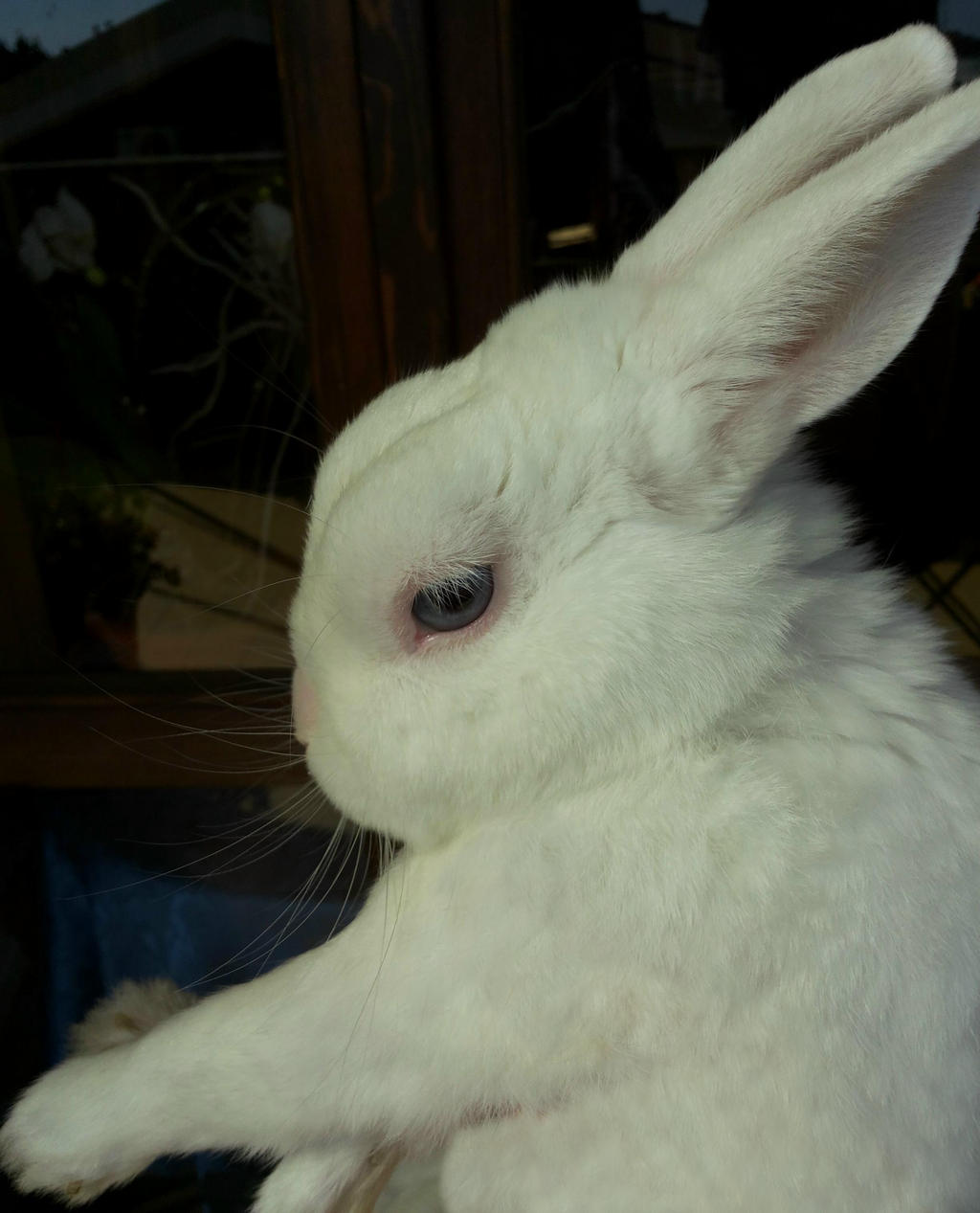 Rabbit profile