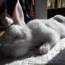 Sleeping rabbit 2
