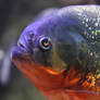 Piranha