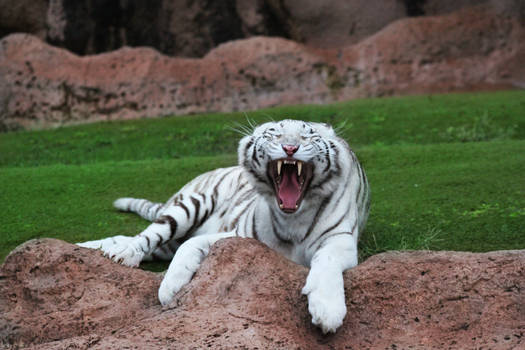 Snow tiger yawn