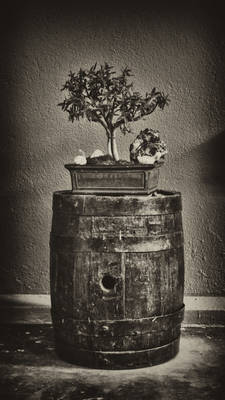 Bonsai Barrel