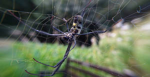 Golden Orb Weaver