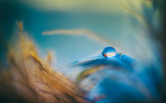 Droplet On Feather
