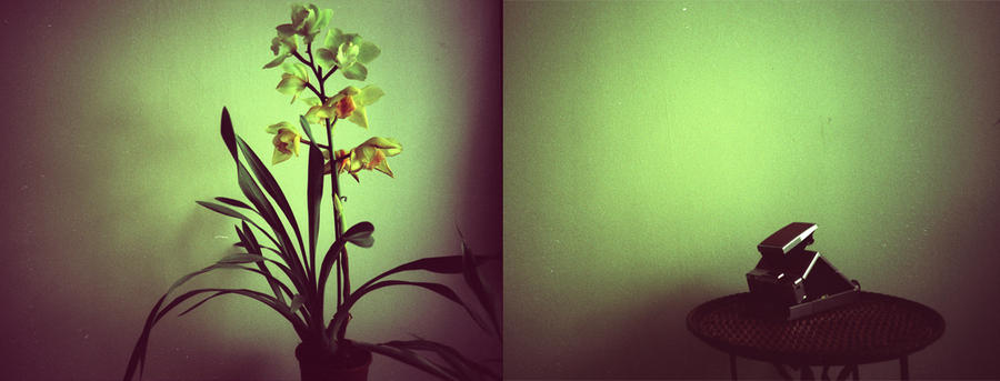 orchid-sx-70