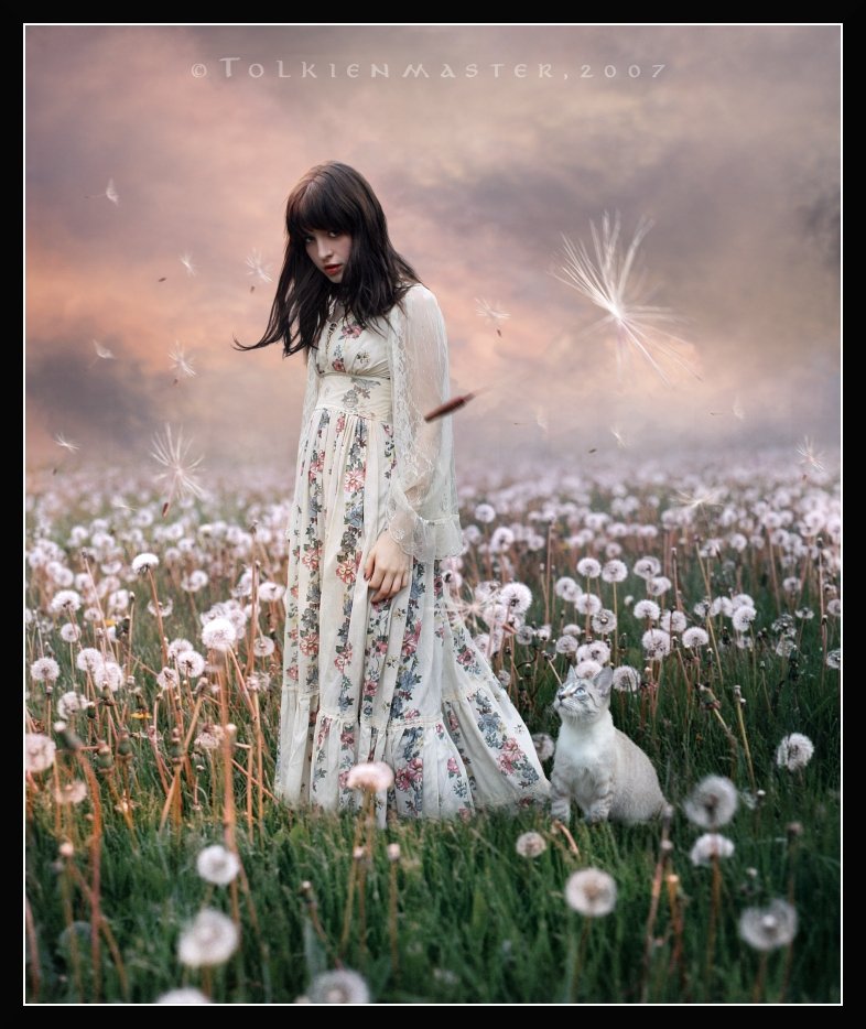 A field of Dandelions