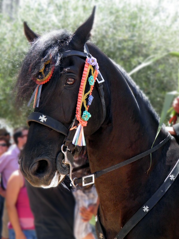 sant joan 2011 horse