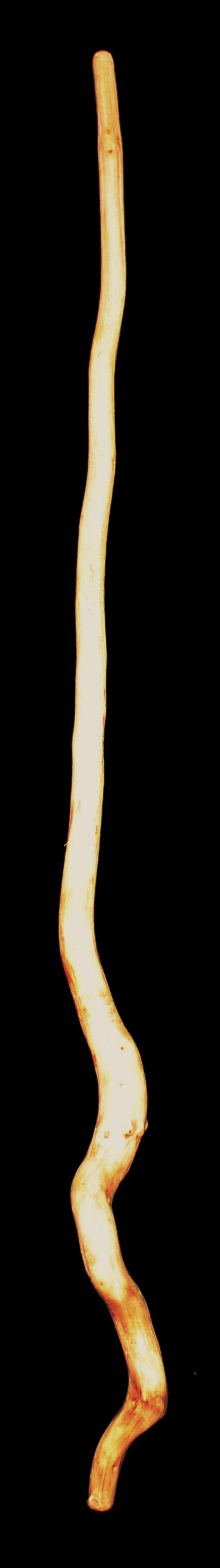 Cypress Wand