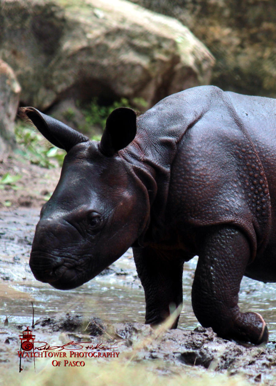 Baby Rhino 2