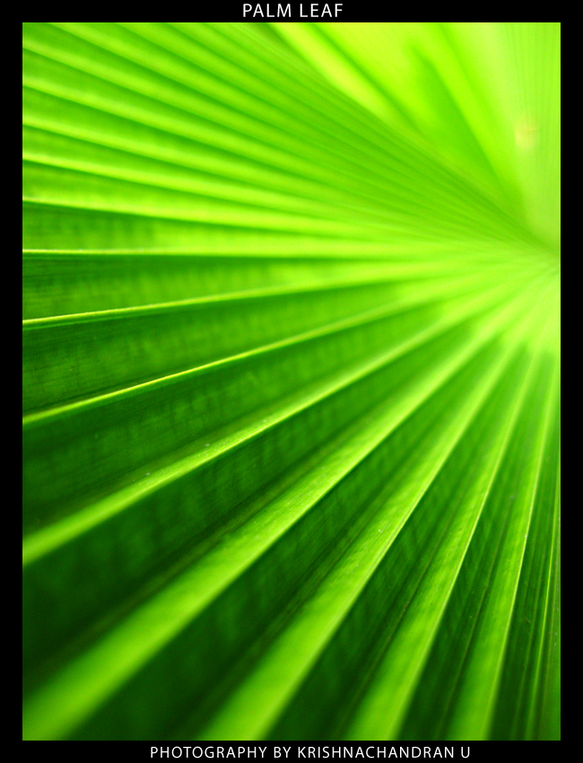 Palm Leaf