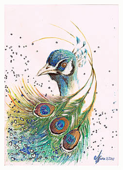Der Pfau - The Peacock