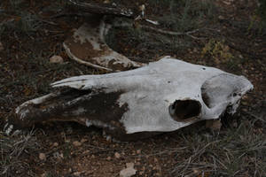 Mud-Bathed Skull