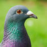 Portrait of a pigeon