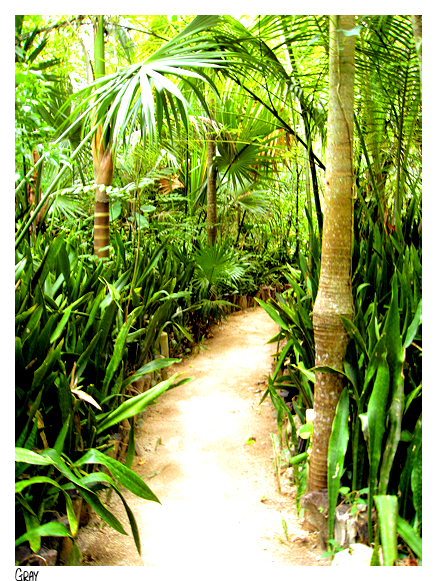 Rainforest Trail