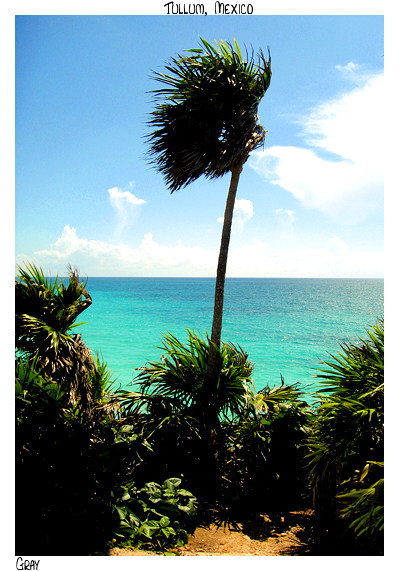 Lone Tree Overlooking Water