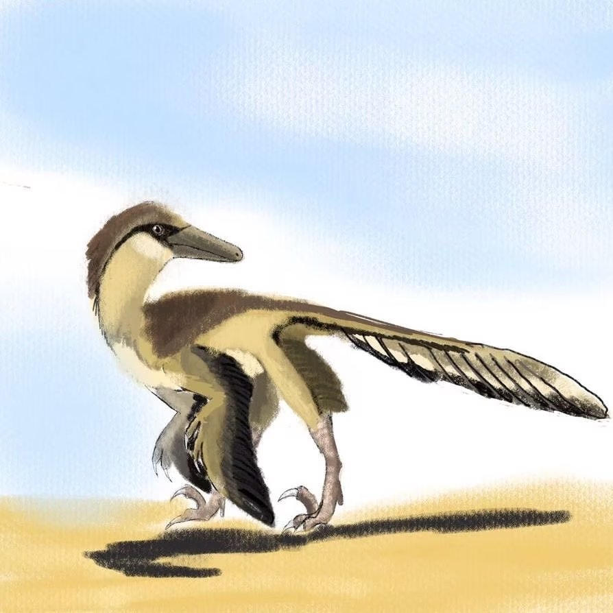 Linheraptor exquisitus by Unenlagia90 on DeviantArt