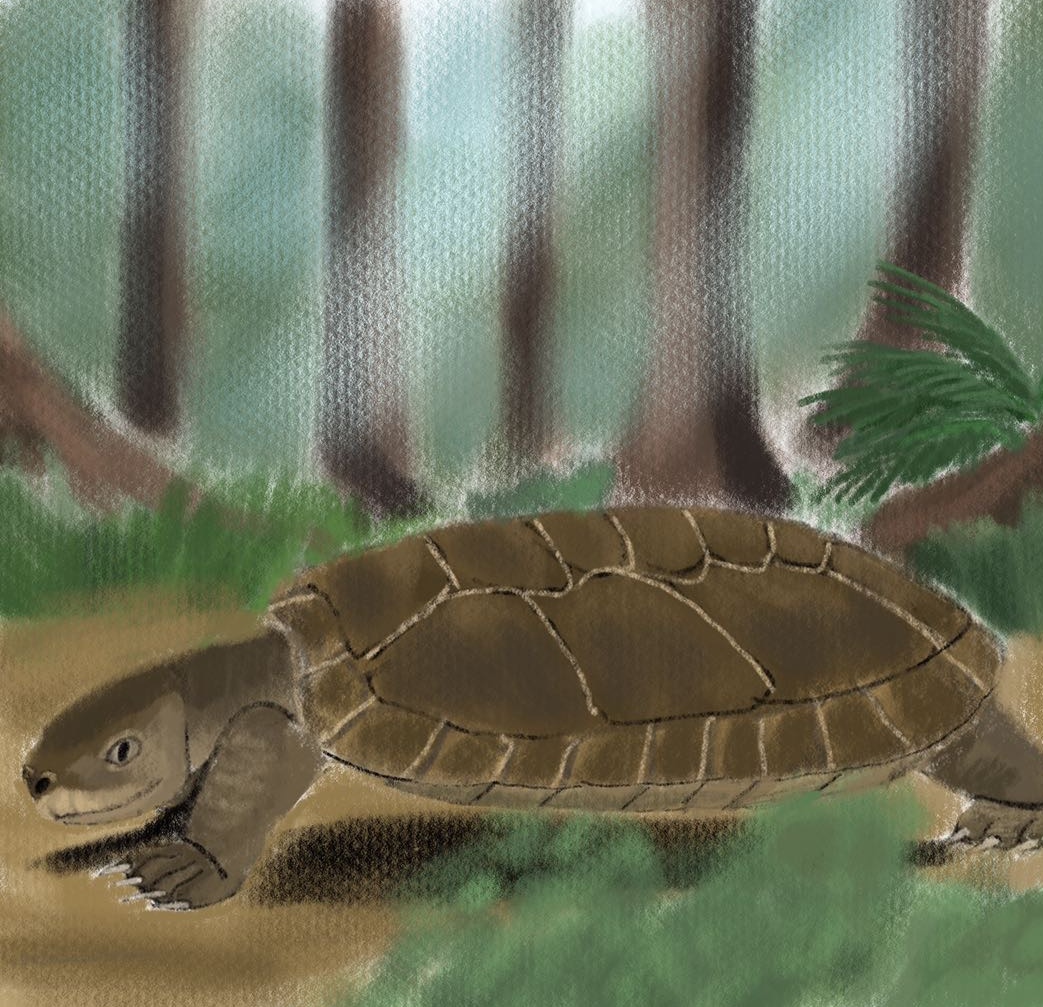 Basilemys Shell Basilemys sinuosa by Unenlagia90 on DeviantArt