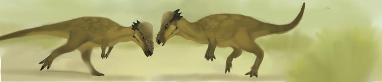 Pachycephalosaurus-fighting