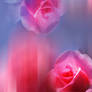 Premade Background  Roses