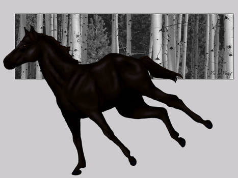 Black Galloping Quarter Horse