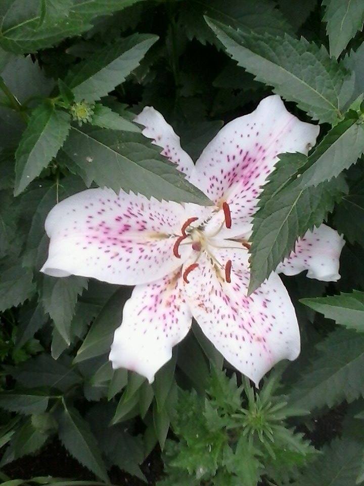 Pretty Flower :)