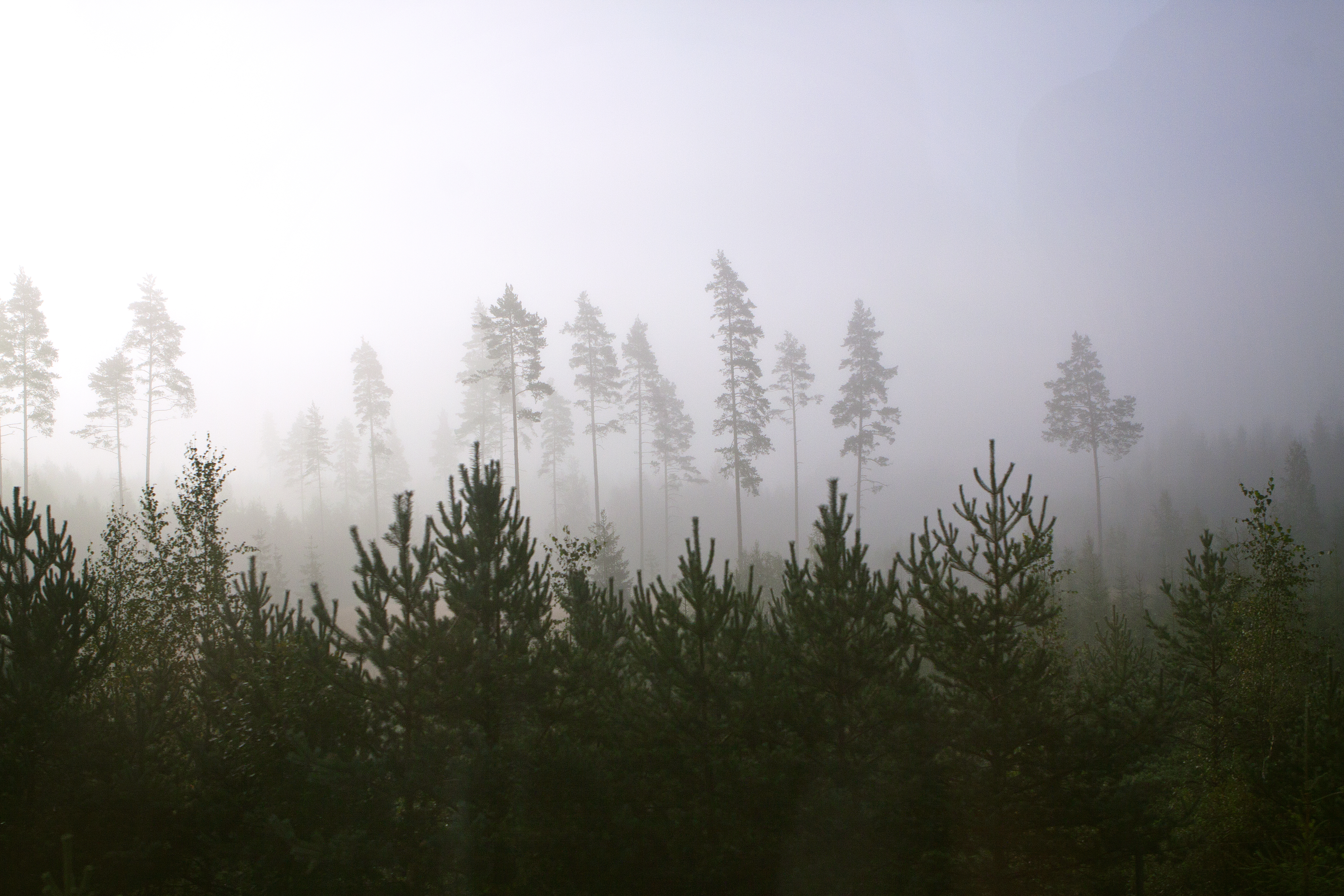 Misty Trees