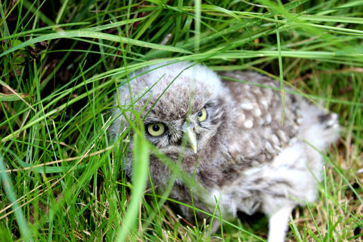 Baby Owl