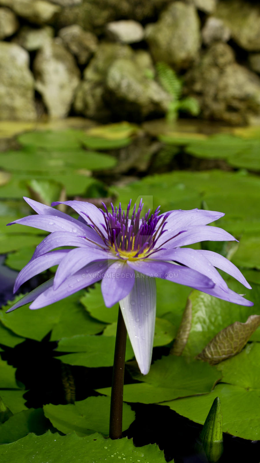 Pond Lilly