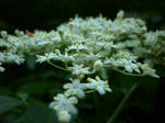 Little white flowers by NaomiAT