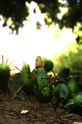 avocado army