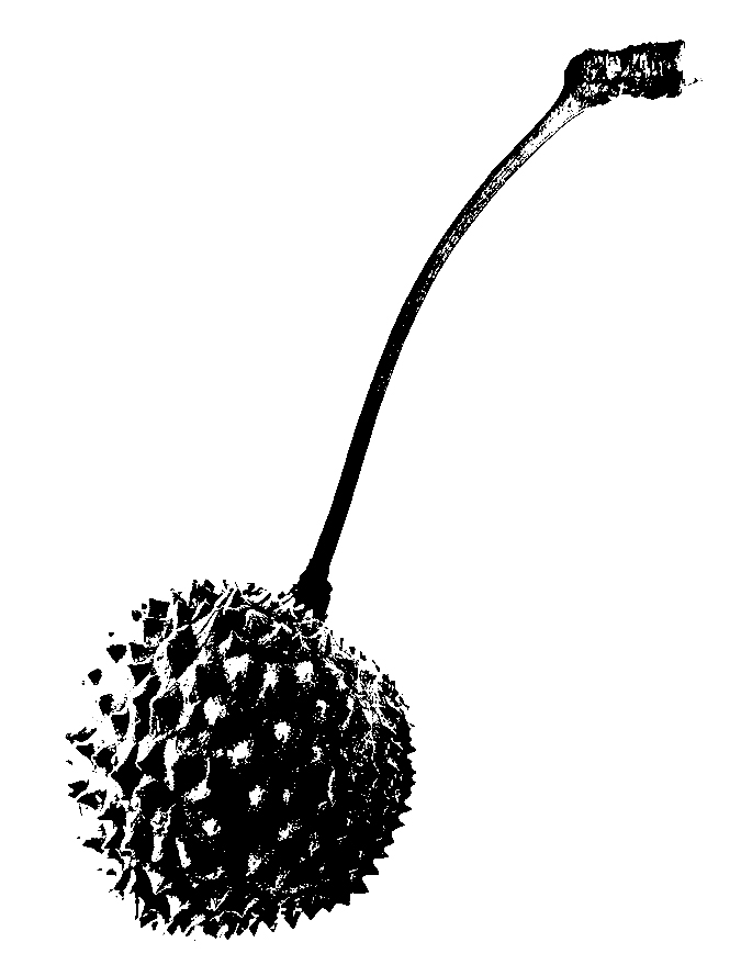 Spiked cherry