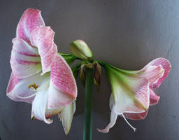 amaryllis II