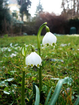 snow bells