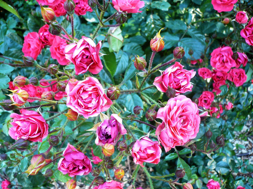 Pink Roses Creations pink roses I by NikitaLaChance on DeviantArt