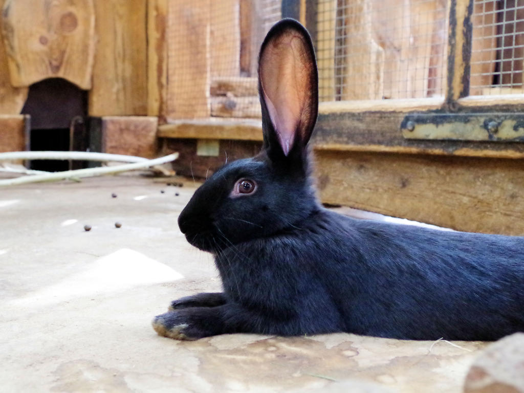 rabbit I by NikitaLaChance on DeviantArt