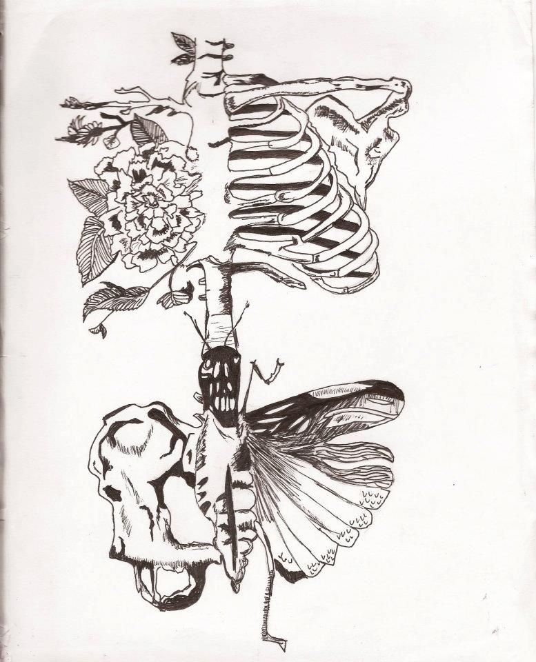 Moth Skelleton Moth Skeleton by ggreasewizard on DeviantArt