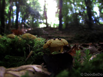 Taking a stroll in the woods