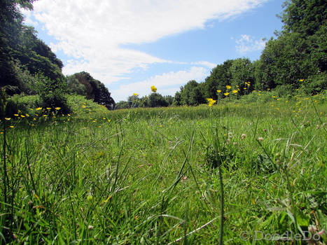 Field of green