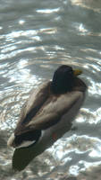 sunshine off a ducks back