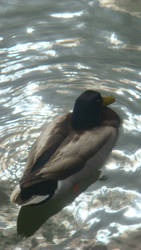 sunshine off a ducks back