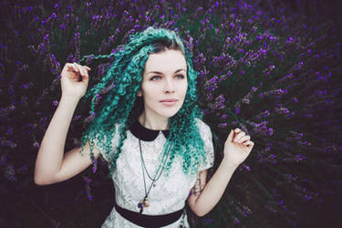 Lavender Fields Forever