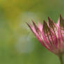Astrantia Flower in Macro